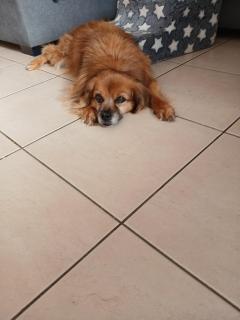 Service garde animaux